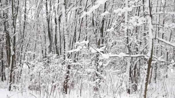 Ağaçlar kar yağışı sonra. — Stok video
