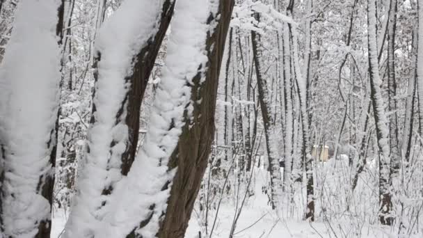눈이 덮인 겨울 숲 풍경. — 비디오