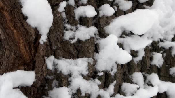 Neve na casca da árvore durante o inverno . — Vídeo de Stock