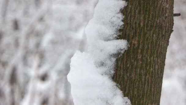 Corteza de árbol con capa de nieve gruesa . — Vídeo de stock