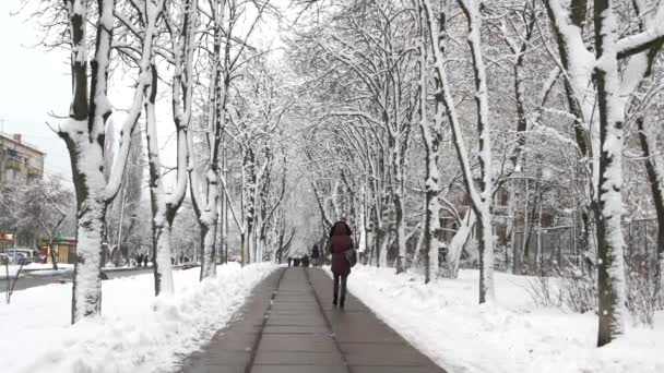 Stadsstoep bedrag bomen bedekt met sneeuw. — Stockvideo
