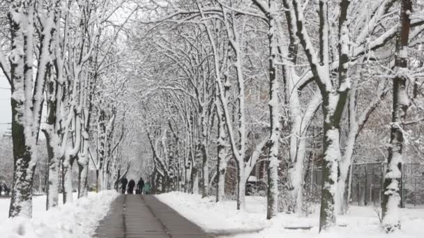 Gehweg in Straßennähe und schneebedeckte Bäume. — Stockvideo