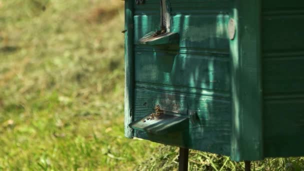 Close up green wooden hive box with flying bees. — Stockvideo