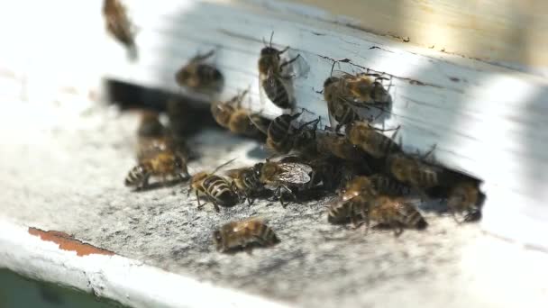 Abejas pululando en una caja de colmenas . — Vídeos de Stock