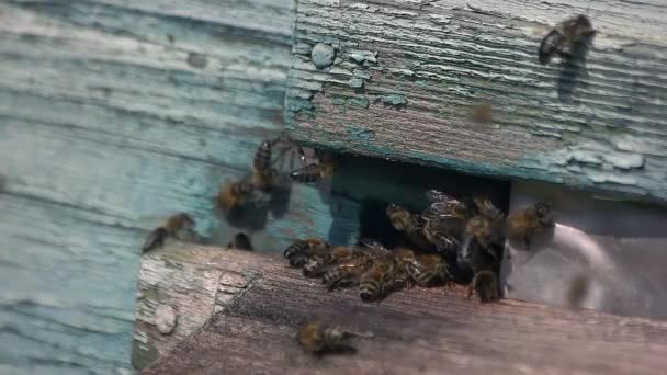 Enxame de abelhas em uma colmeia de madeira . — Vídeo de Stock