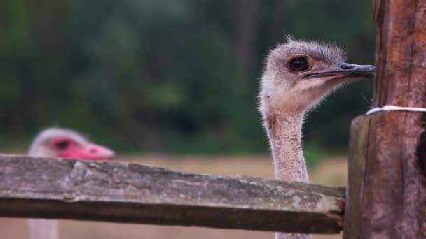 Close up ostrich looks around and down. — Stockvideo