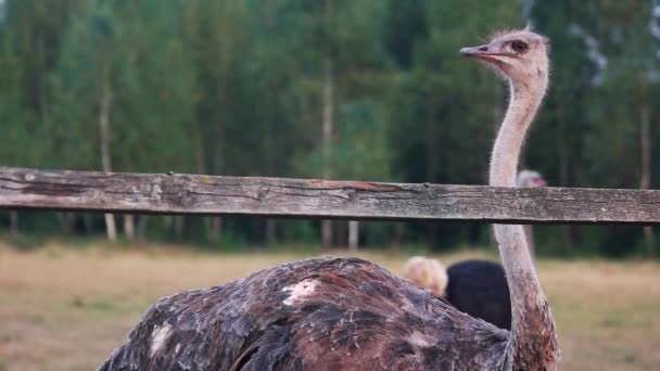 Autruche adulte à long cou debout derrière une clôture en bois dans une ferme . — Video