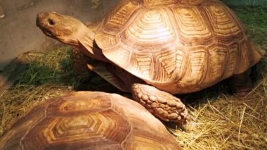 Hayvanat bahçesi çimlerinde yürüyen çok yavaş dev kaplumbağa..