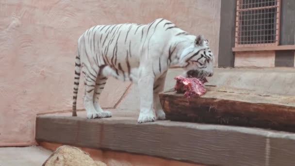 Белый тигр ест мясо. . — стоковое видео