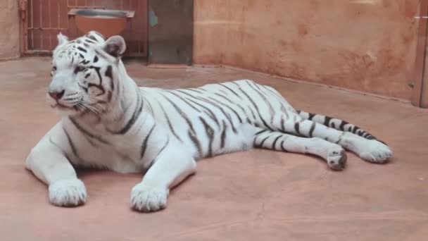 Amazing white tiger washing up his fur with his tongue. — Stock Video