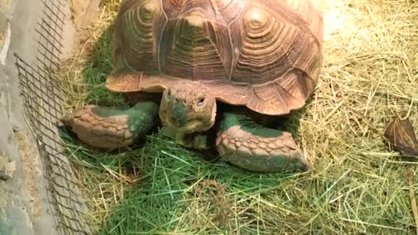 Große alte Schildkröte und weißes Kaninchen in einem einzigen Käfig. — Stockvideo