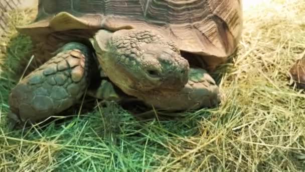 Close-up portret van een reusachtige schildpad muilkorf kijken rond. — Stockvideo