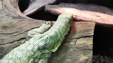 Sürünen yeşil komodo kertenkelesi Yaklaş.