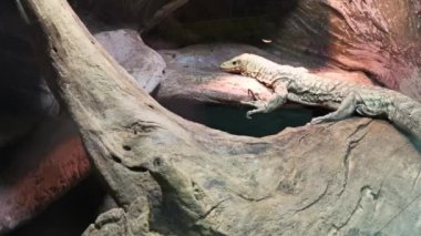 Varan kertenkelesi hayvanat bahçesinde dinleniyor..