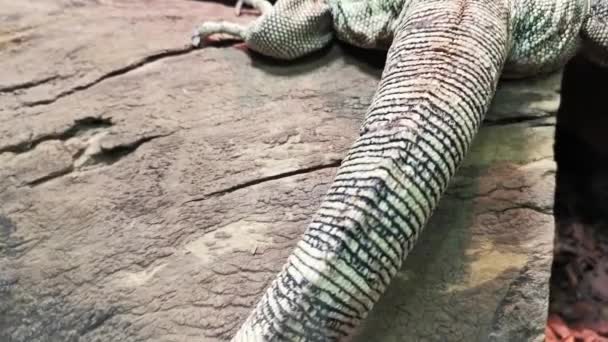 Schuppenhaut von Komodo-Eidechsenschwanz aus nächster Nähe. — Stockvideo