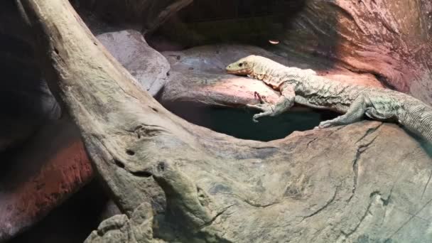 Варанская ящерица отдыхает в зоопарке . — стоковое видео