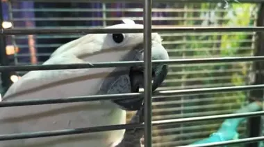 Beyaz kakadu papağan portresini kapatın..