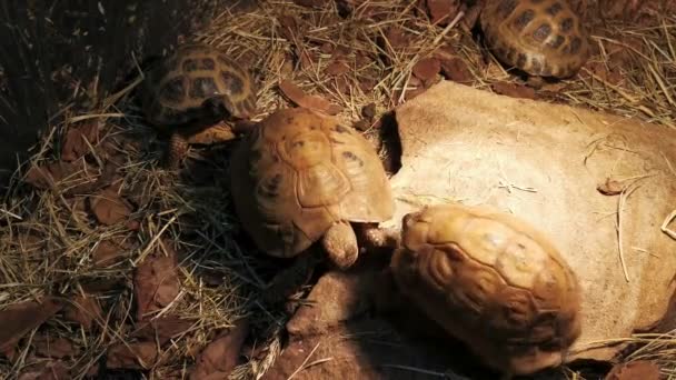 Tortue géante frappant avec la tête un autre . — Video