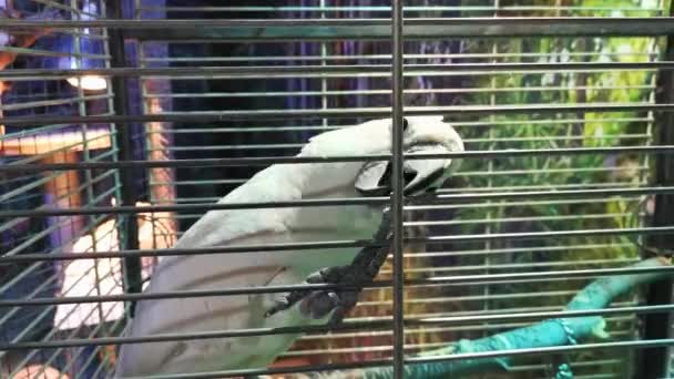 White parrot is biting cage, close up. — Stock Video