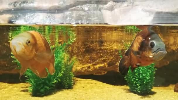 Спокойные рыбы в аквариумной воде . — стоковое видео