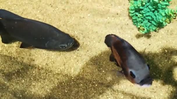 Poissons noirs encore sous l'eau . — Video