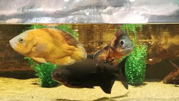 Tres peces nadando en acuario de vidrio . — Vídeos de Stock