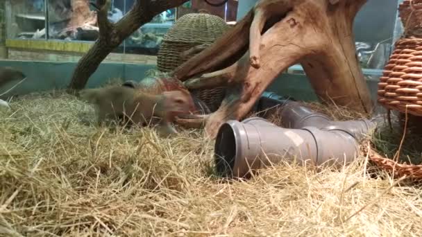 Running suricates in een dierentuin. — Stockvideo