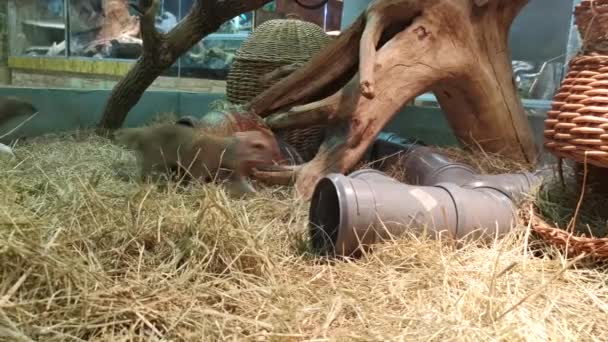 Ejecutar cirugías en un zoológico . — Vídeo de stock