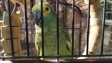 Hayvanat bahçesi kafesinde büyük yeşil bir papağan..