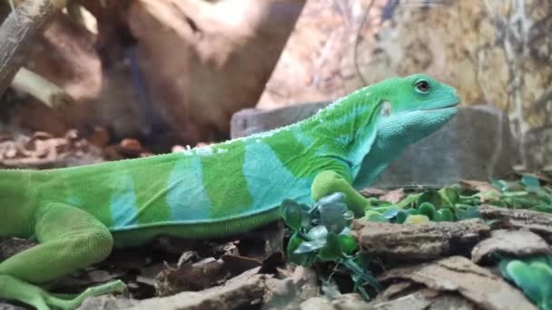 10,560 Lizard Videos, Royalty-free Stock Lizard Footage | Depositphotos 10,560 Lizard Videos, Royalty-free Stock Lizard Footage | Depositphotos