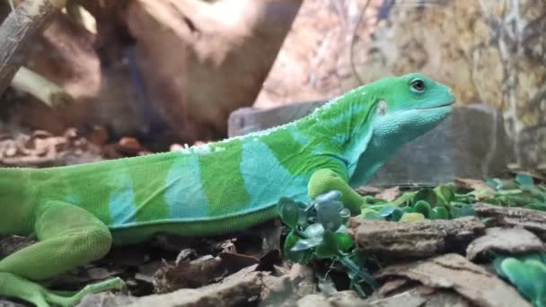 Incroyable lézard bicolore rayé, vue latérale . — Video