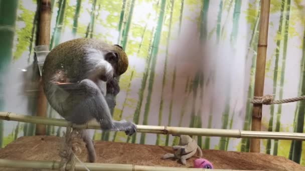 Vervet macaco limpar seu corpo e comer . — Vídeo de Stock