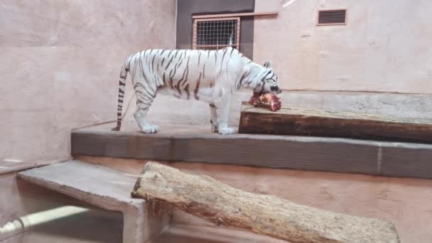 Vit tiger äter middag i en zoo miljö. — Stockvideo