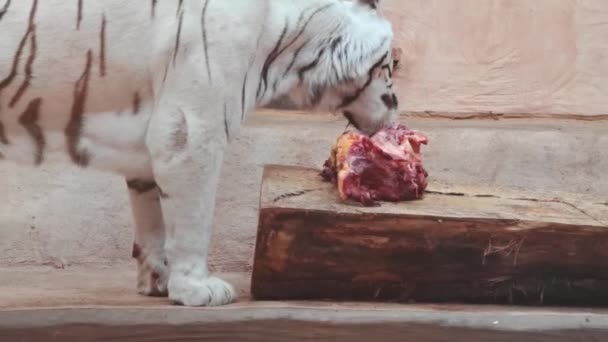 Κοντινό πλάνο λευκή τίγρη τρώει ωμό κρέας. — Αρχείο Βίντεο