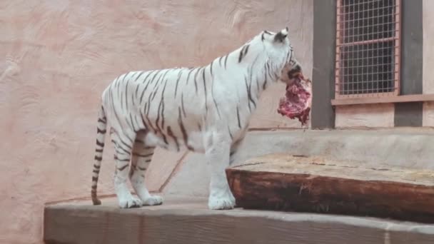 White tiger eating fresh meat. — Stock Video