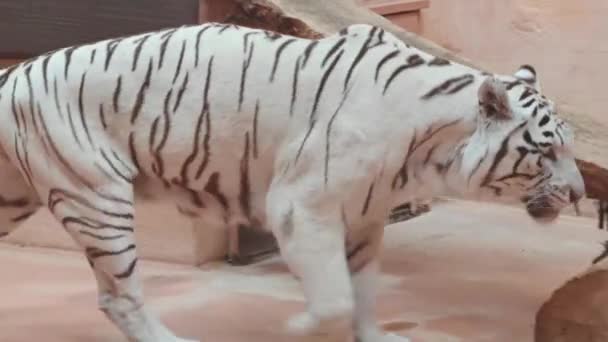 Удовлетворенный белый тигр идет после обеда . — стоковое видео