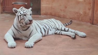 Hayvanat bahçesinde yatan ve dudaklarını yalayan beyaz kaplan..