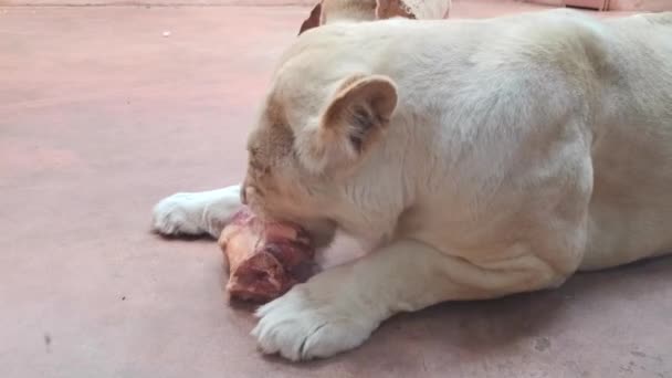 Close up leoa desfrutando de carne crua fresca . — Vídeo de Stock