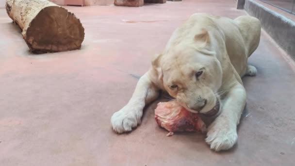 Portrait de lionne mangeant de la viande dans un zoo . — Video