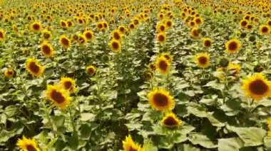 Ayçiçeği tarlasında uçarken.