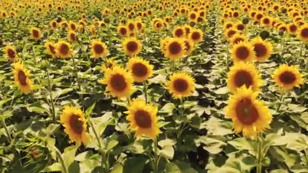 Champ de tournesols en fleurs.
