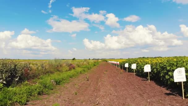 Coltivazione di girasole vicino alla strada . — Video Stock