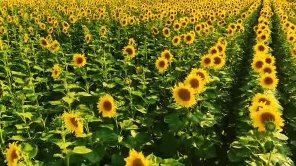 Culture agricole de tournesols jaunes . — Video