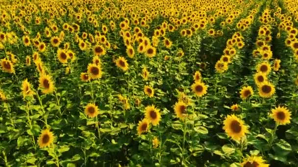 Obrovské slunečnice pole. — Stock video