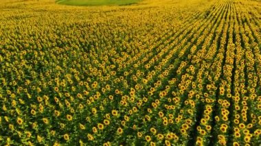 Ayçiçeği tarlası.