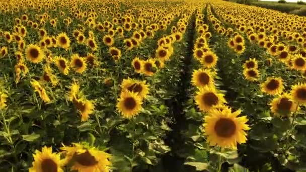 Gros plan grand champ énorme de tournesols . — Video