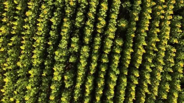 Veld met bloeiende zonnebloemen, uitzicht van boven. — Stockvideo