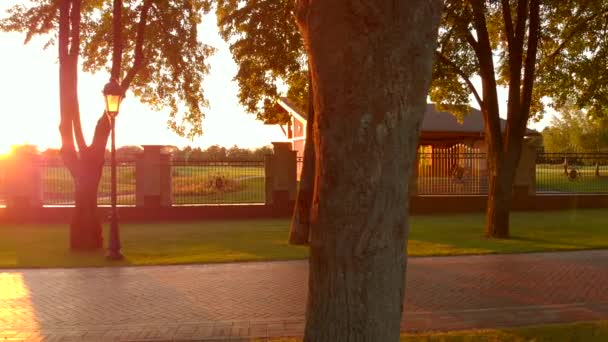 Brillante sol en el parque de verano durante la puesta del sol . — Vídeo de stock