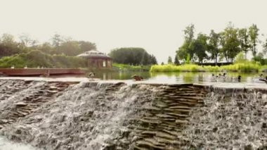 ördekler ile park su birikintisi.