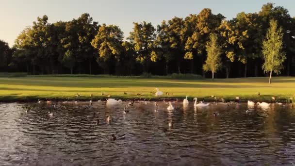 Багато качок і лебедів біля берега ставка . — стокове відео